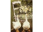 Order Greeting Card Goosing Around